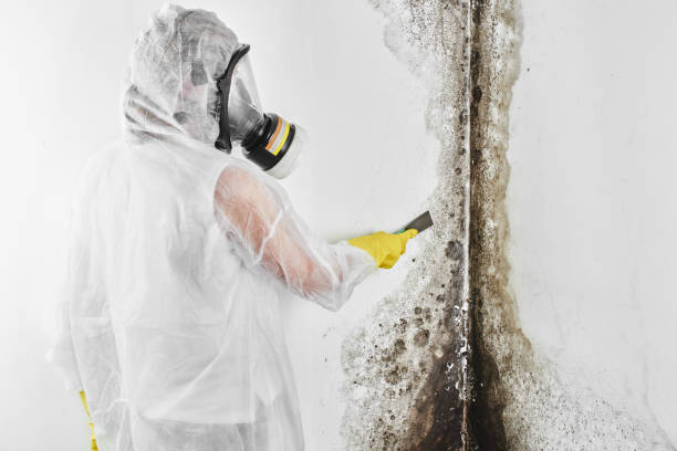 Best Emergency Mold Removal  in Odessa, FL