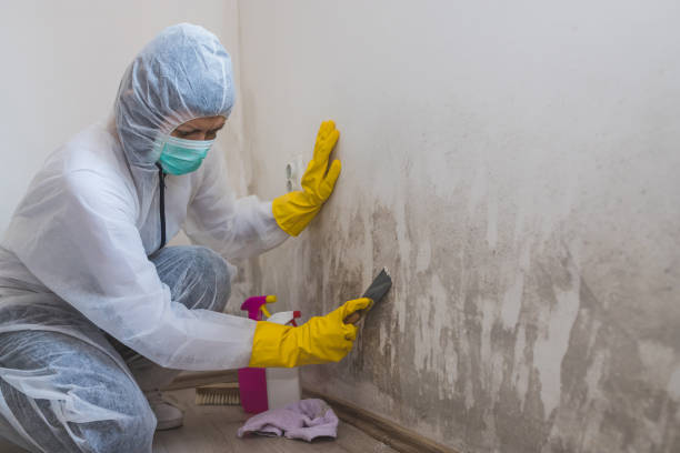 Attic Mold Removal in Odessa, FL