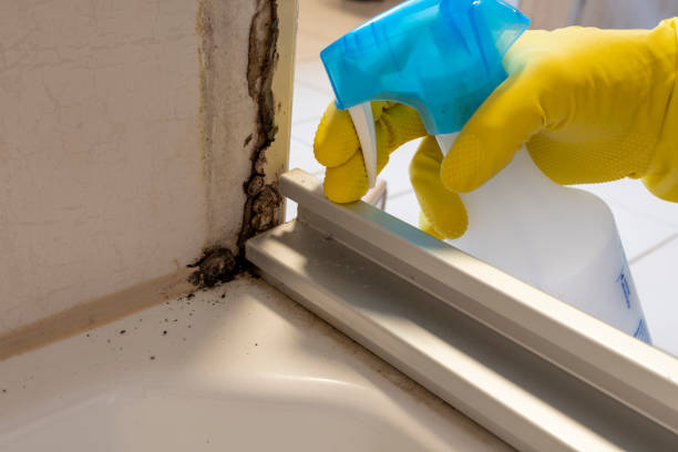Best Mold Removal Company Near Me  in Odessa, FL