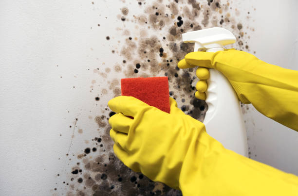 Certified Mold Removal in Odessa, FL