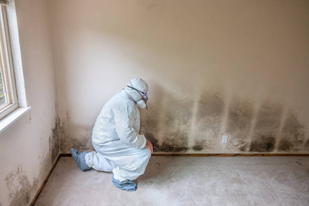 Best Mold Remediation  in Odessa, FL