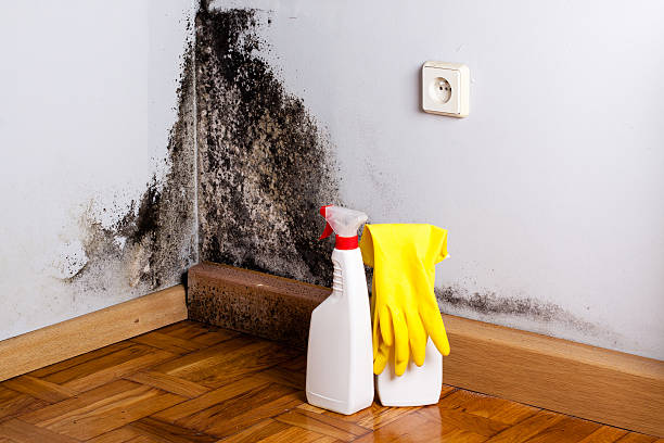 Attic Mold Removal in Odessa, FL